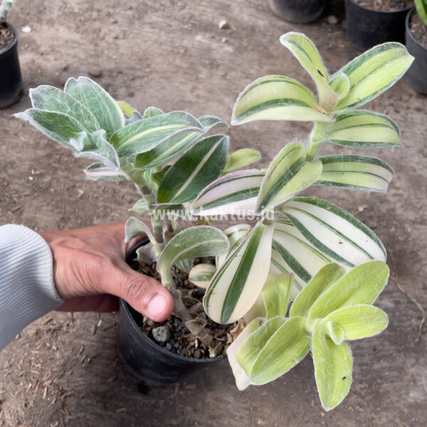 450. Tradescantia Sillamontana Variegated