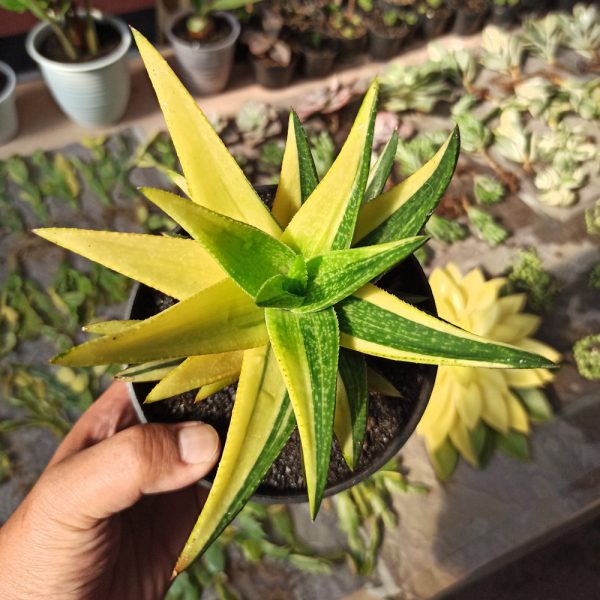 453. Gasteraloe Green Gold Variegated