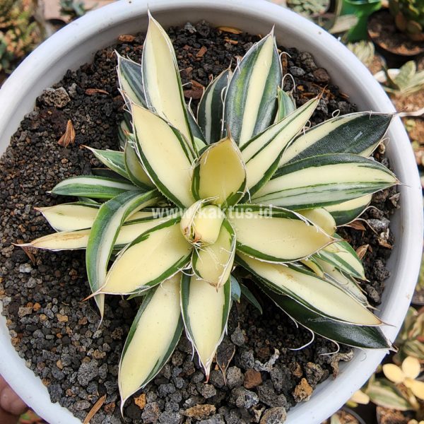 455. Agave Filifera Variegated