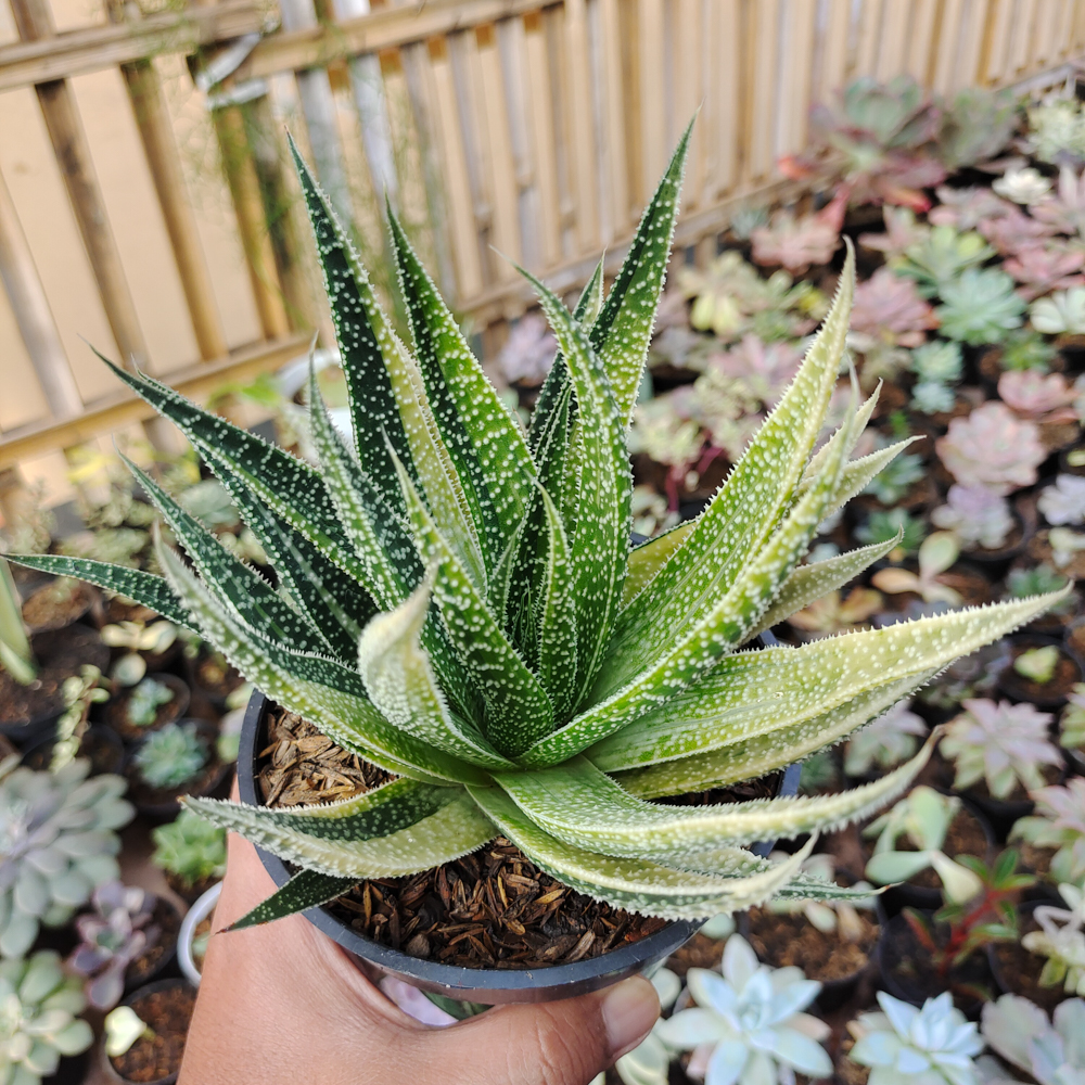 Buy Sell High Quality Aloe Twilight Zone Variegated From Indonesia
