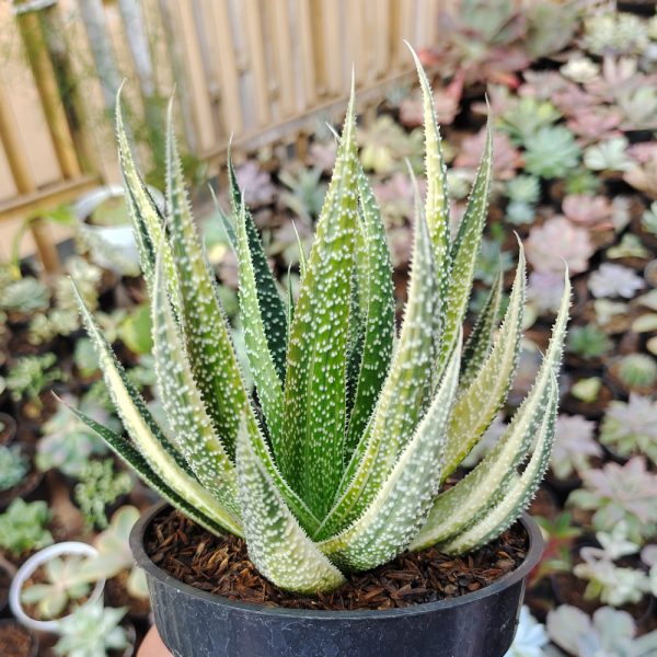 458. Aloe Twilight Zone Variegated