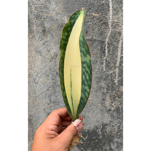 459. Sansevieria Masoniana White Variegated