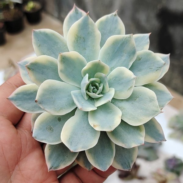 461. Echeveria Subsessilis Variegated