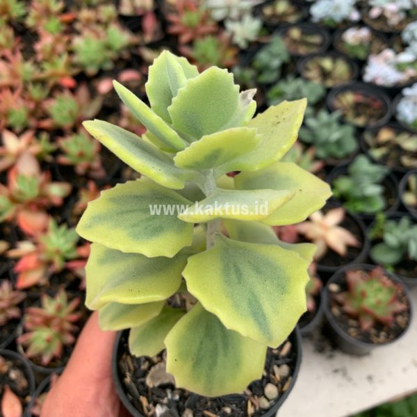 465. Kalanchoe Millotii Aurea Variegated