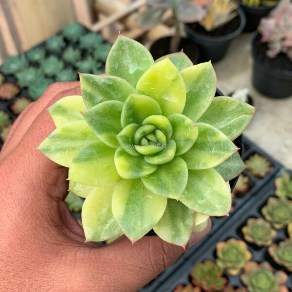 081. Echeveria Gilva Variegated