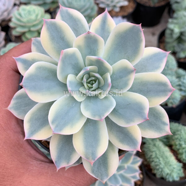 223. Echeveria Subsessilis Variegated