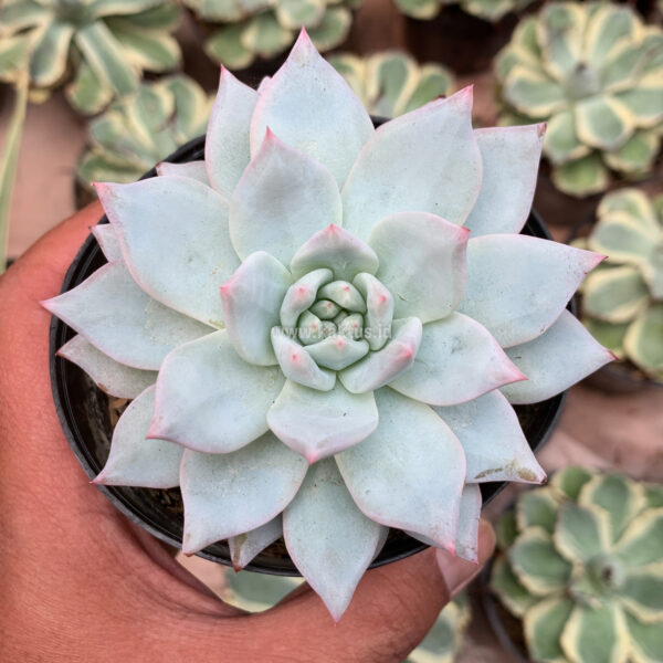 427. Echeveria Sang-a / Echeveria Blue Bird