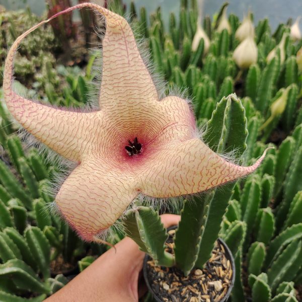 324. Stapelia Gigantea