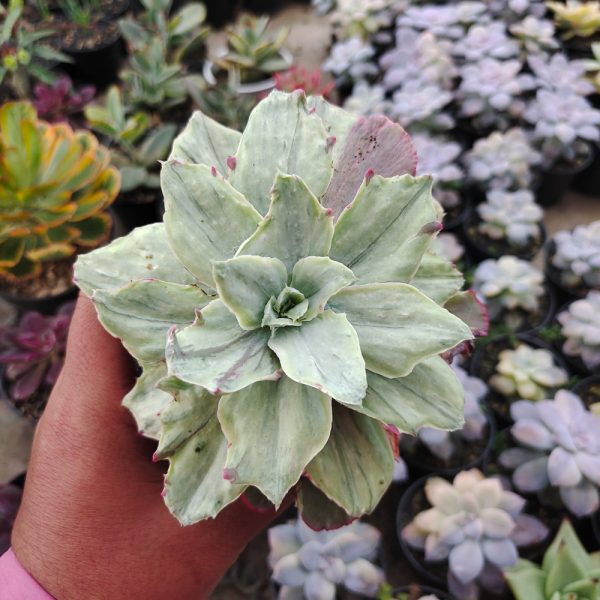 472. Echeveria Silver Chantily