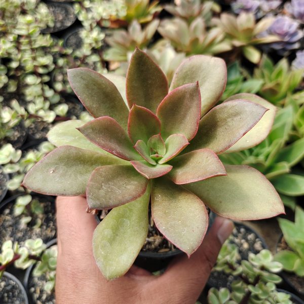 003. Echeveria Rubromarginata