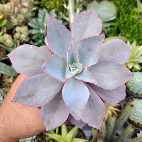 054. Echeveria Cante Size 12 Cm