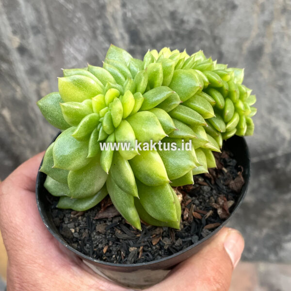 076. Echeveria Gilva Cristata Variegated