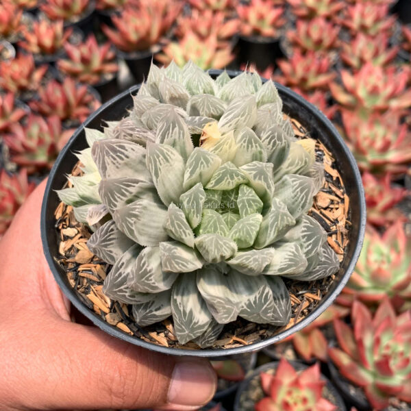 216. Haworthia Cooperi Var. Truncata White Variegated