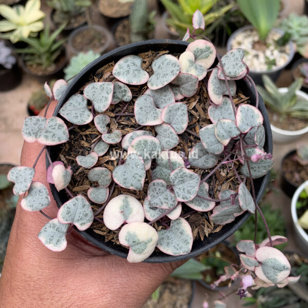 262. Ceropegia Woodii Pink Variegated 'String of Hearts'