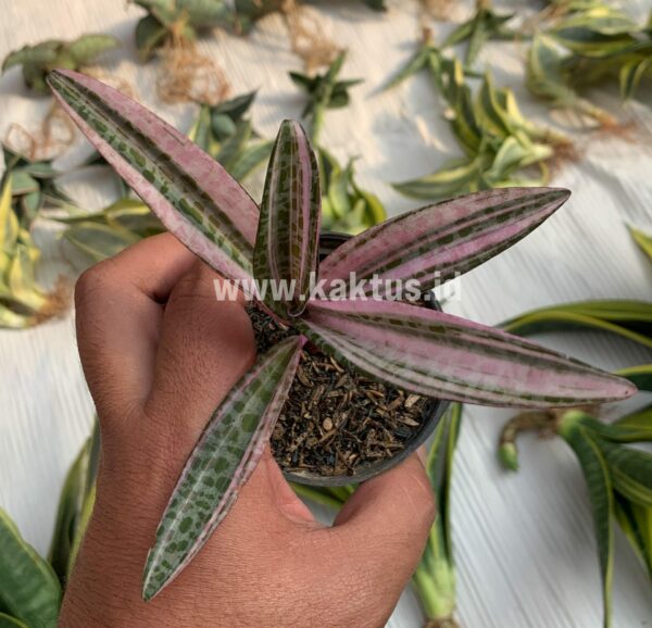 275. Ledebouria Socialis Pink Variegated