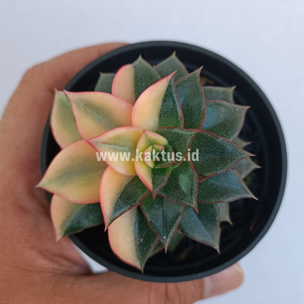 290. Echeveria Monocerotis Variegated