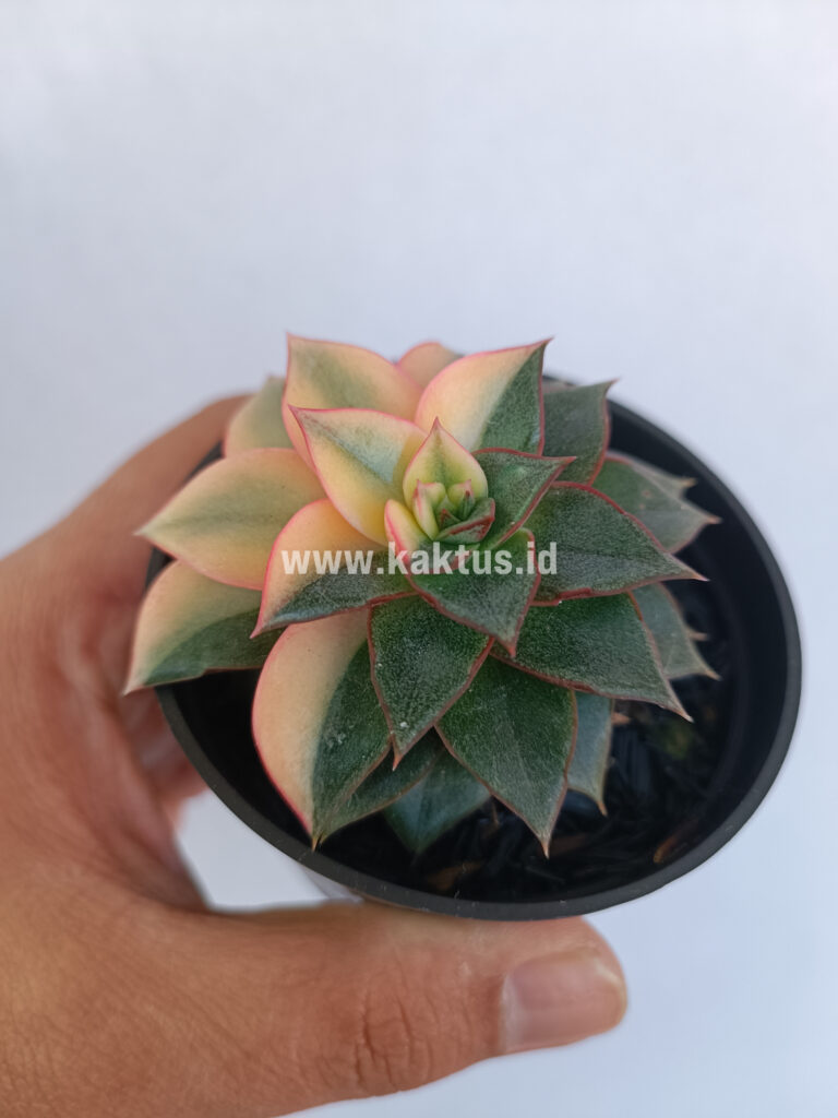 kaktus.id