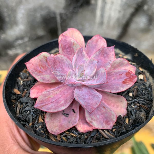 395. Echeveria Painted Frills Mutation