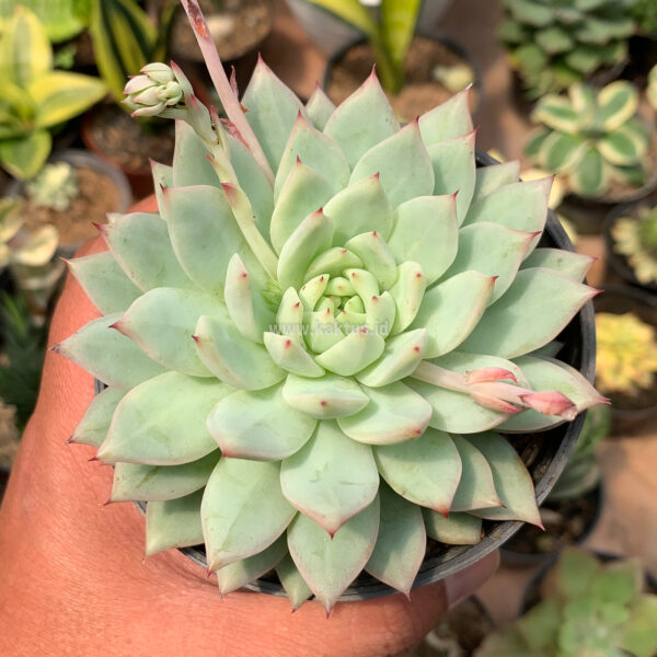 428. Echeveria Haageana 'Green Goddess'