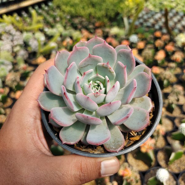 429. Echeveria Tuxpanensis