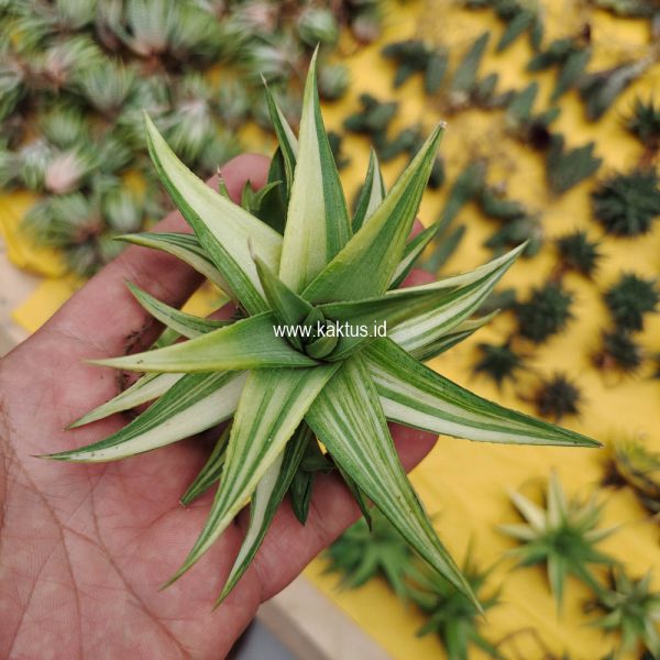 451. Haworthia Limifolia Ubomboensis Variegated