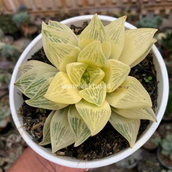 462. Haworthia Retusa Giant Leafs Aurea Variegated