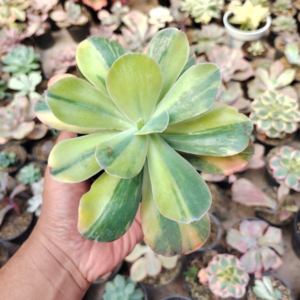 474. Echeveria Paul Bunyan Variegated