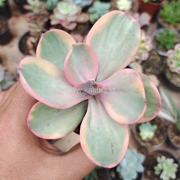 475. Echeveria Zorro Decora Variegated