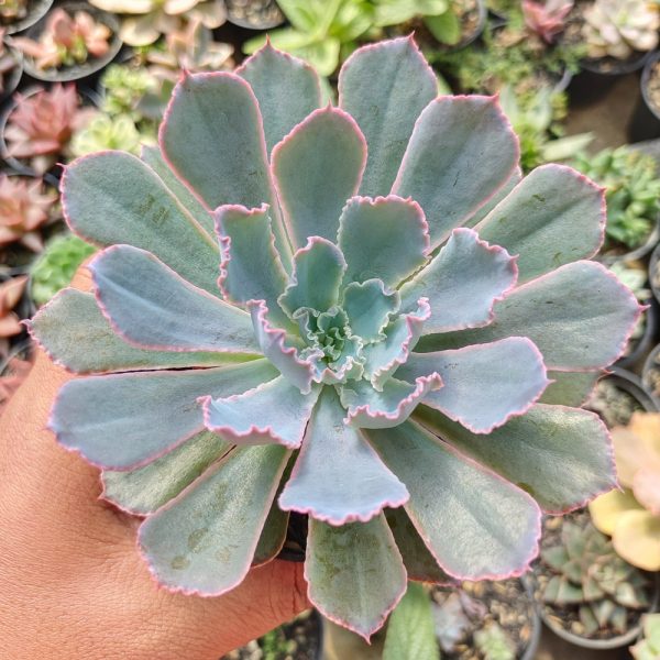 476. Echeveria Neon Breakers