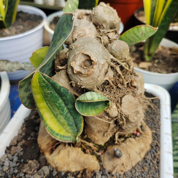 479. Sansevieria Masoniana Bonsai Variegated