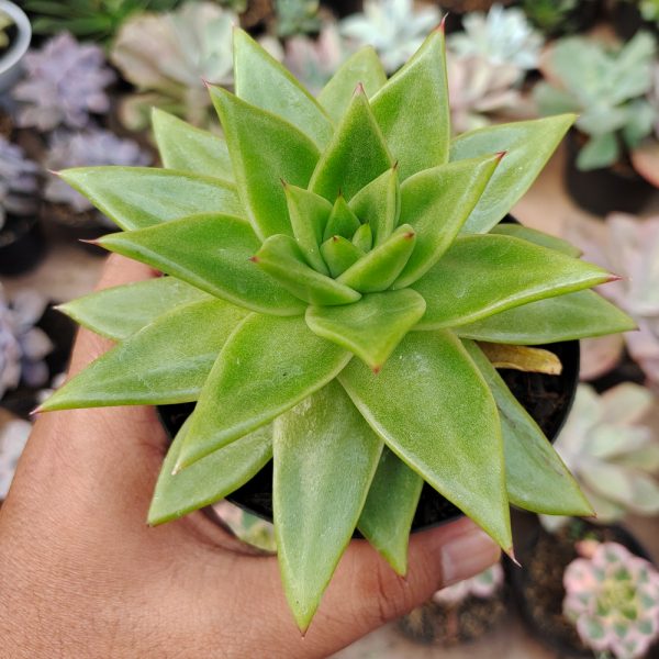 484. Echeveria Agavoides Molded Wax Agave