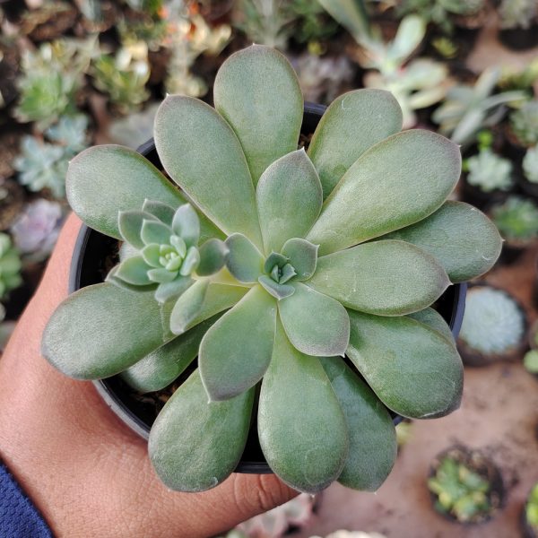 487. Echeveria Carnicolor