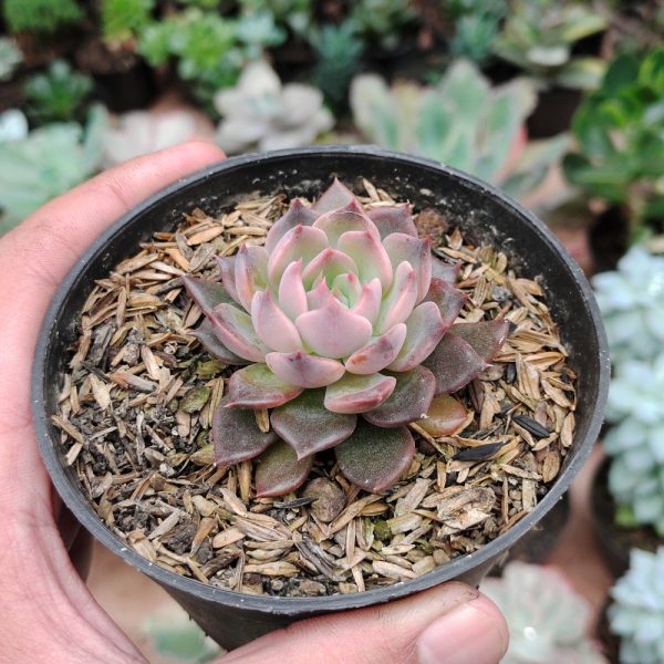 489. Echeveria Blackpink Farina