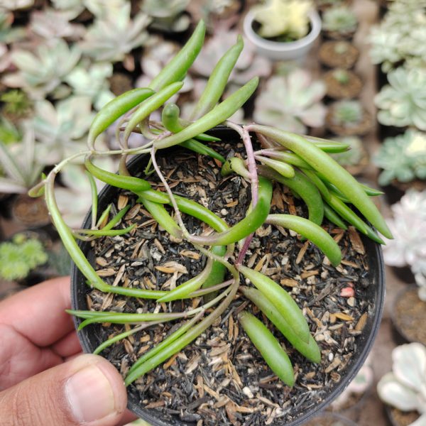 491. String of Banana / Senecio Radicans