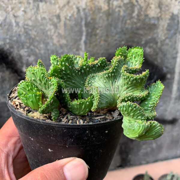 495. Euphorbia Caput-medusae ( Appendix II – Special Permit Needed* )