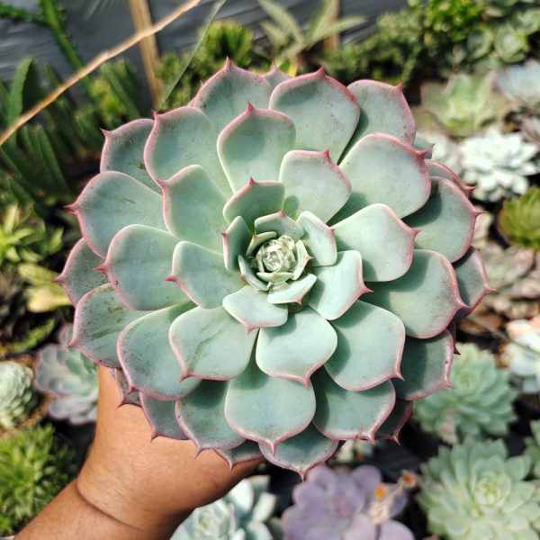 496. Echeveria Tuxpanensis Size 14 Cm