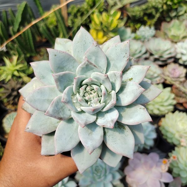 497. Echeveria Sang-a / Echeveria Blue Bird Size 14 Cm