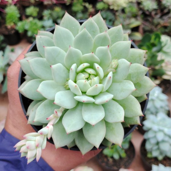 500. Echeveria Haageana 'Green Goddess' Size 12 Cm