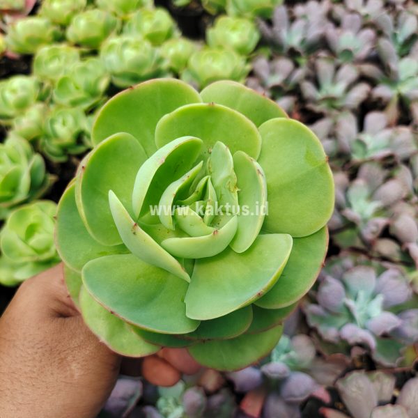 502. Aeonium Canariense