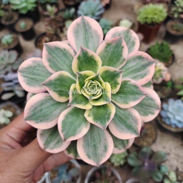 623. Aeonium Decorum White Splash