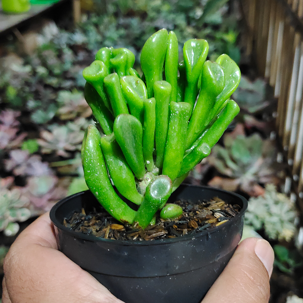 Health and High Quality Crassula Ovata 'Gollum' For Sale