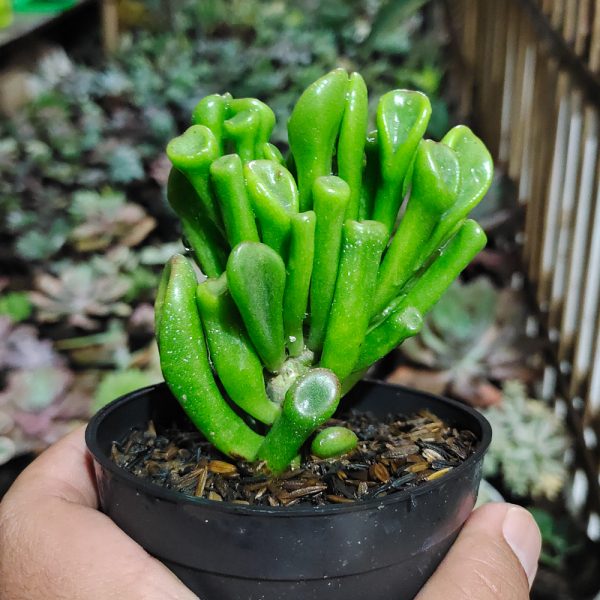 005. Crassula Ovata ‘Gollum'