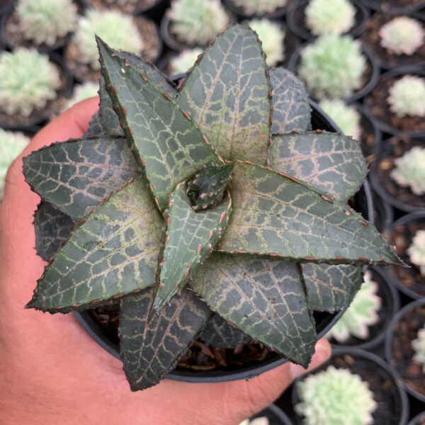 014. Haworthia Venosa Subsp. Tessellata – Veined Haworthia