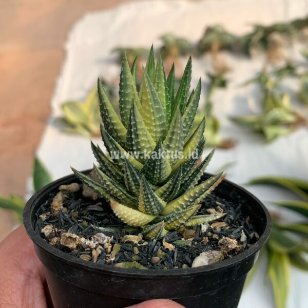 068. Haworthia Reinwardtii Variegated – Zebra Wart