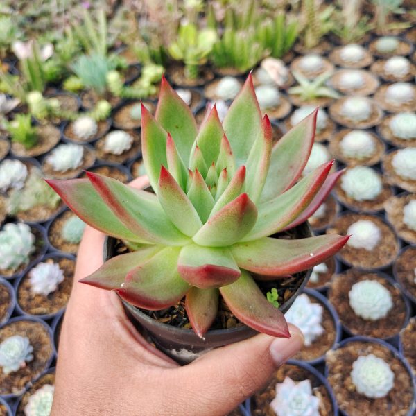 110. Echeveria Agavoides Margaret Martin