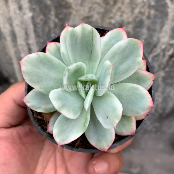 162. Echeveria Hakuhou