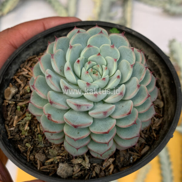 180. Echeveria Blue Minima