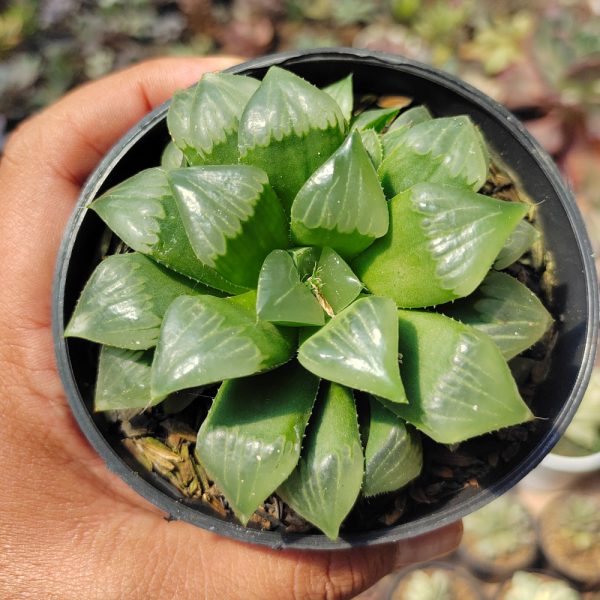 200. Haworthia Cooperi Var. Pilifera