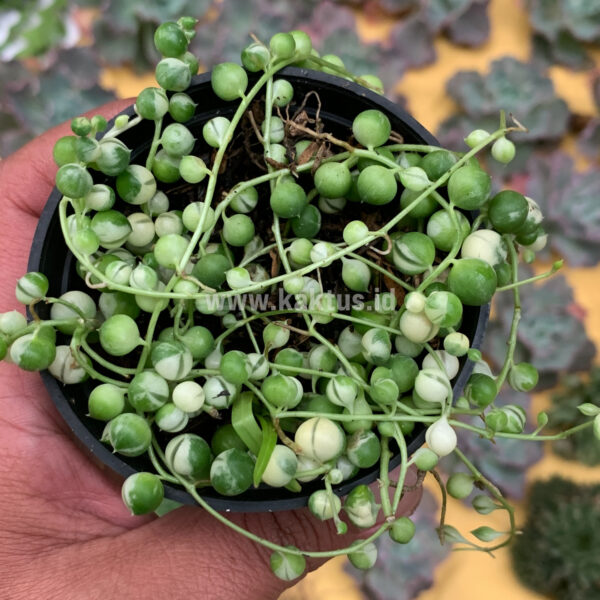 3,000 Pots of String of Pearl Variegated / Senecio Rowleyanus Variegated