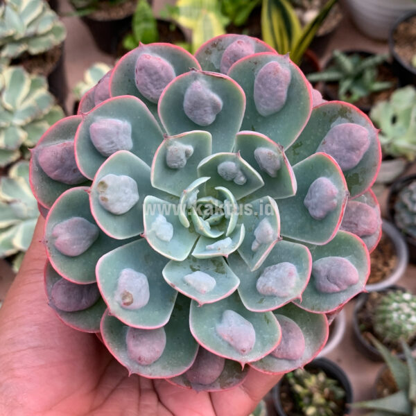 221. Echeveria Raindrop